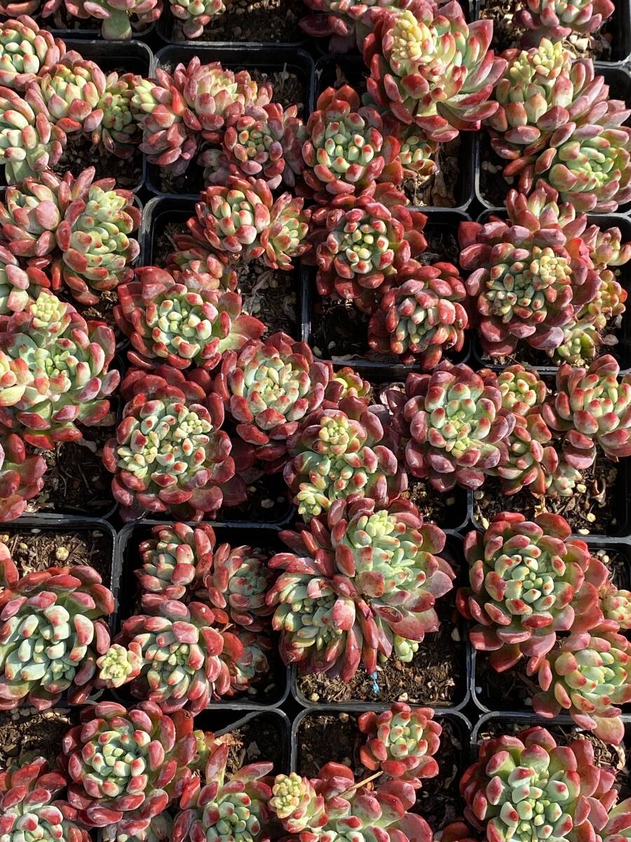 40株 X599 多肉植物 エケベリア 青リンゴ サボテン 観葉植物 花 40株 X599 多肉植物 エケベリア 青リンゴ サボテン 観葉植物 花