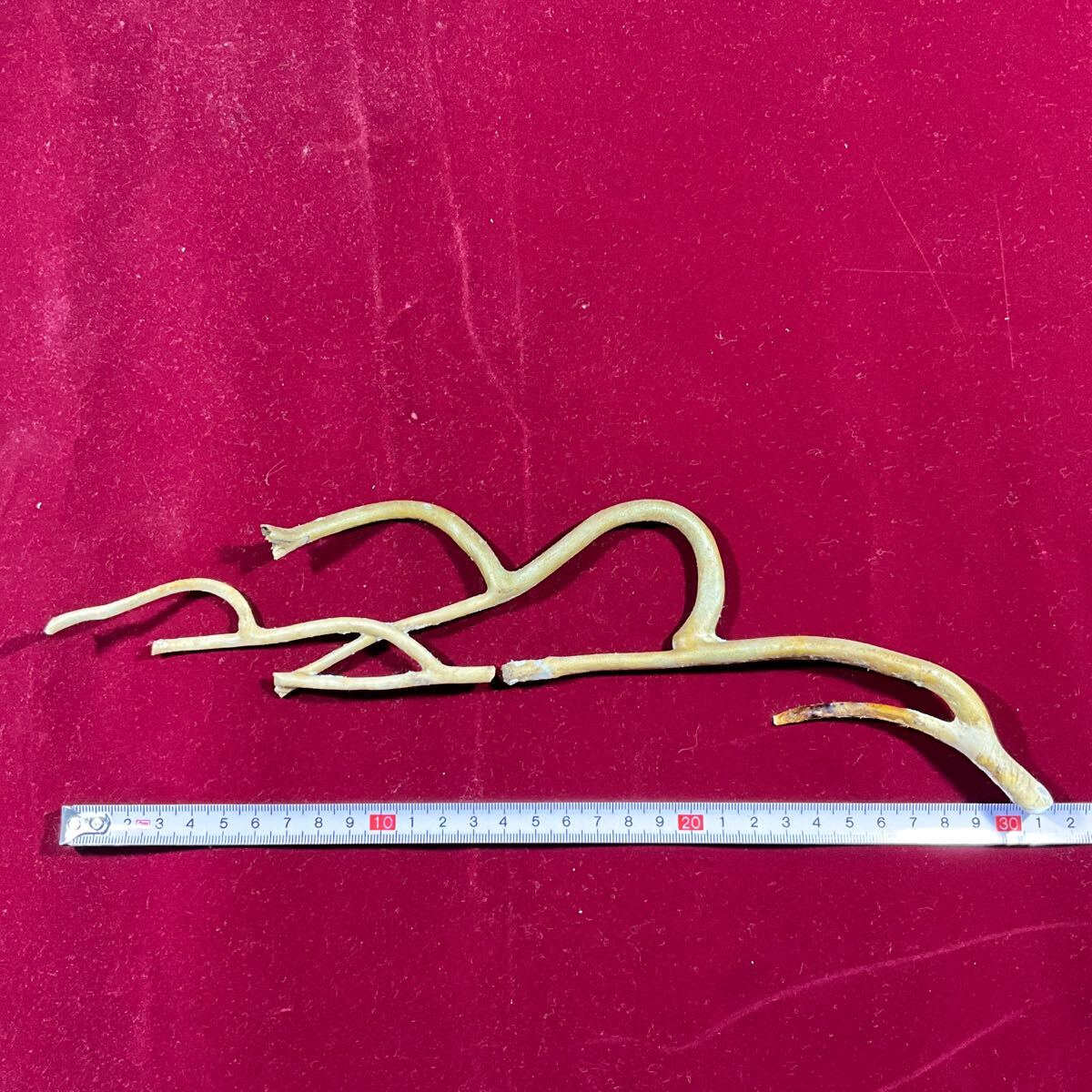 希少 海松 深海松 約31.5cm 43g レインボーコーラル 深海珊瑚 希少 海松 深海松 約31.5cm 43g レインボーコーラル 深海珊瑚