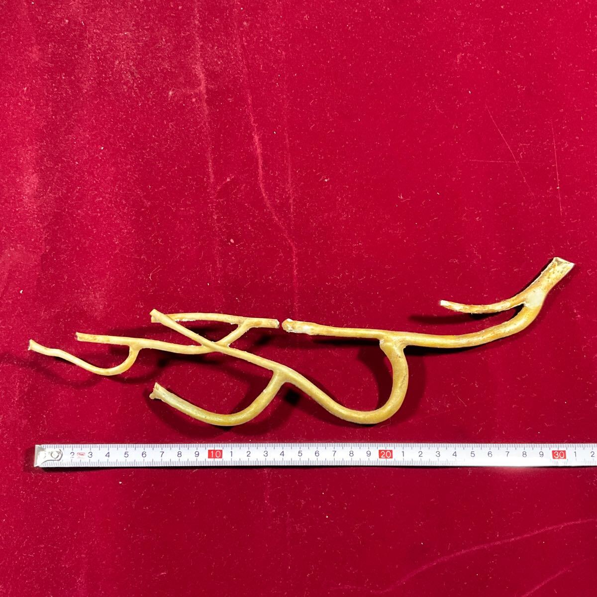 希少 海松 深海松 約31.5cm 43g レインボーコーラル 深海珊瑚 希少 海松 深海松 約31.5cm 43g レインボーコーラル 深海珊瑚