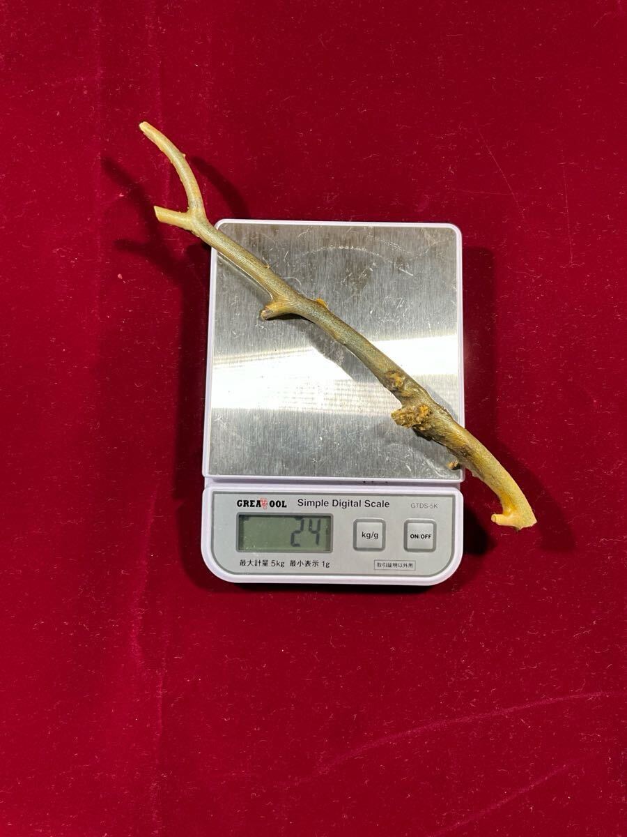 希少 海松 深海松 約22.5cm 24g レインボーコーラル 希少 海松 深海松 約22.5cm 24g レインボーコーラル