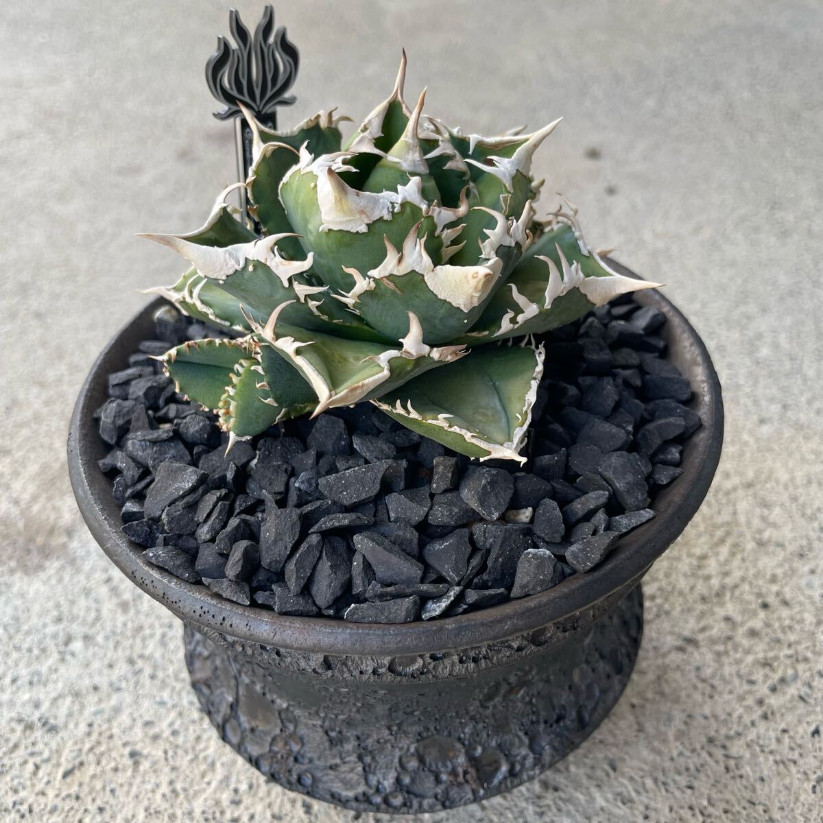 Agave Titanota IVORY W.A アガベ チタノタ 子株 多肉植物 Agave Titanota IVORY W.A アガベ チタノタ 子株 多肉植物