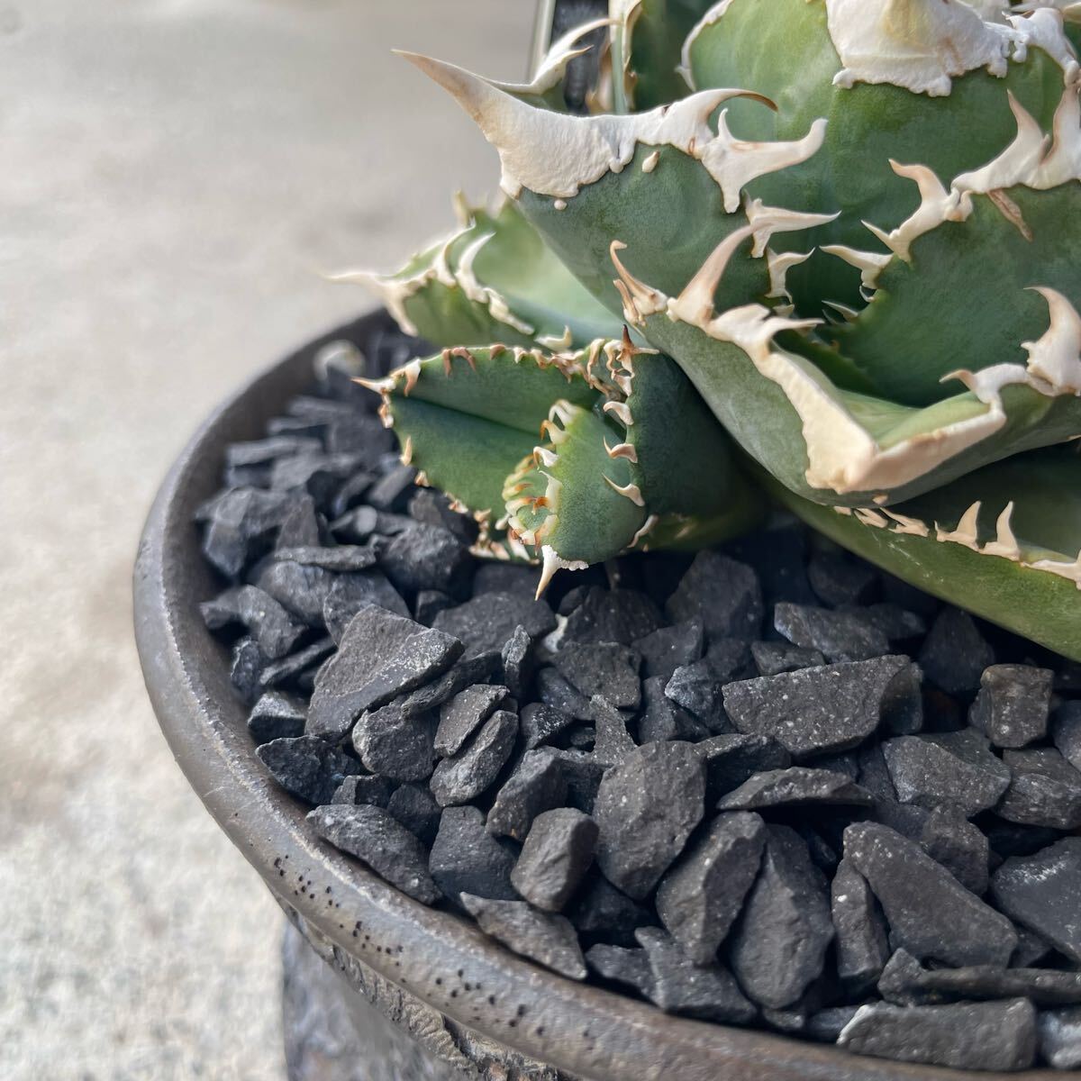 Agave Titanota IVORY W.A アガベ チタノタ 子株 多肉植物 Agave Titanota IVORY W.A アガベ チタノタ 子株 多肉植物