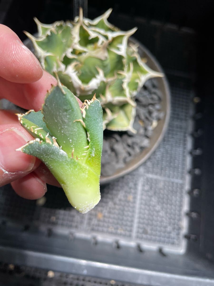 Agave Titanota IVORY W.A アガベ チタノタ 子株 多肉植物 Agave Titanota IVORY W.A アガベ チタノタ 子株 多肉植物