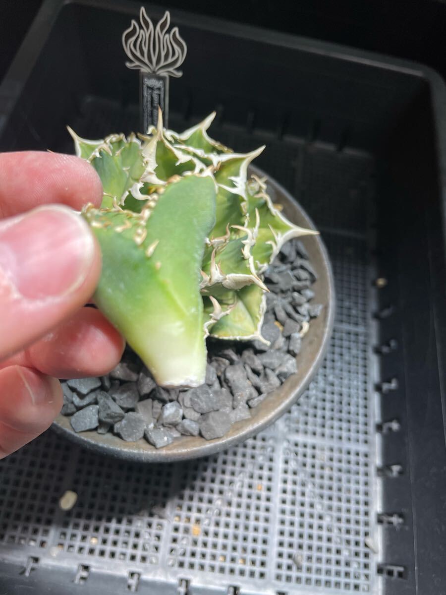 Agave Titanota IVORY W.A アガベ チタノタ 子株 多肉植物 Agave Titanota IVORY W.A アガベ チタノタ 子株 多肉植物