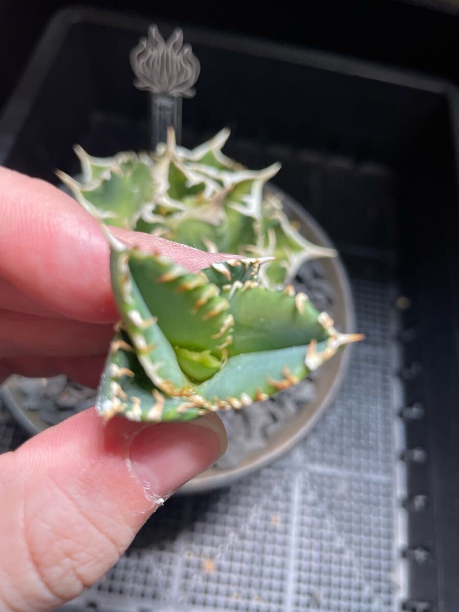 Agave Titanota IVORY W.A アガベ チタノタ 子株 多肉植物 Agave Titanota IVORY W.A アガベ チタノタ 子株 多肉植物