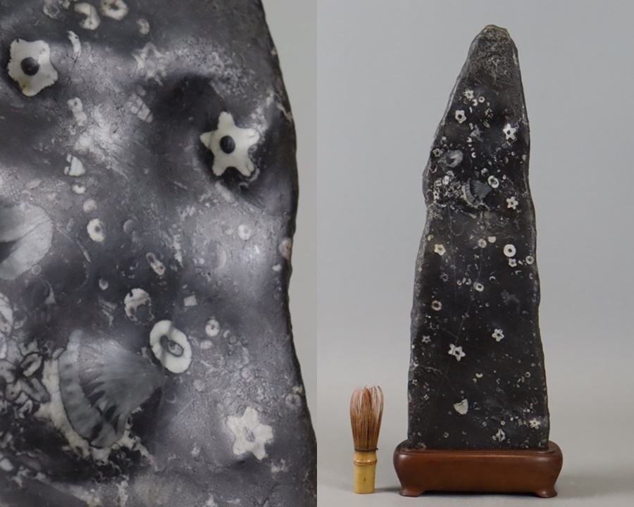 希少石 天然記念物 北九州 門司産 梅花石 台付 高51cm 重10,6kg 希少石 天然記念物 北九州 門司産 梅花石 台付 高51cm 重10,6kg