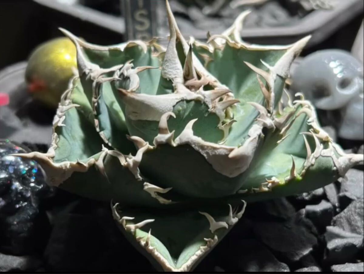 超格安 アガベ agave titanota CJSP 超優良血統 子株 検 超格安 アガベ agave titanota CJSP 超優良血統 子株 検