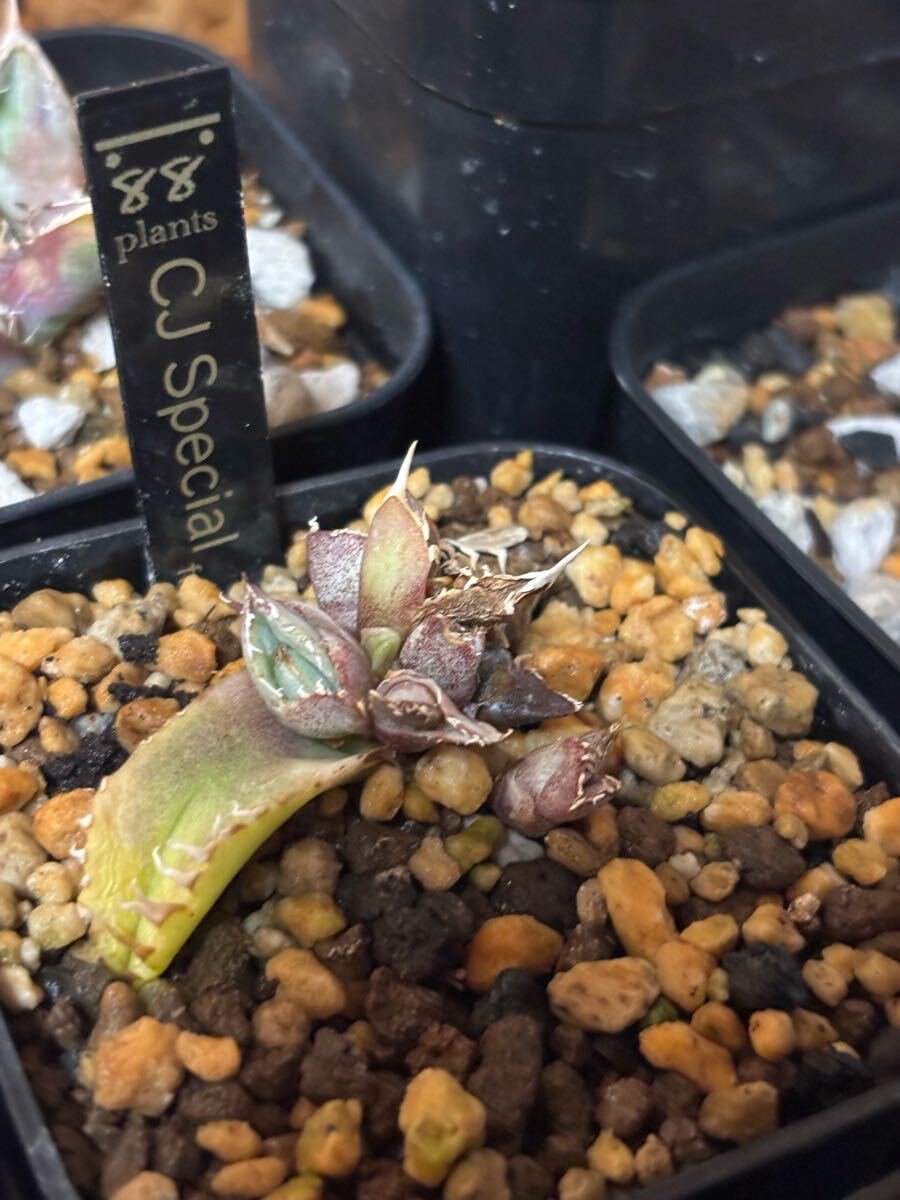 超格安 アガベ agave titanota CJSP 超優良血統 子株 検 超格安 アガベ agave titanota CJSP 超優良血統 子株 検
