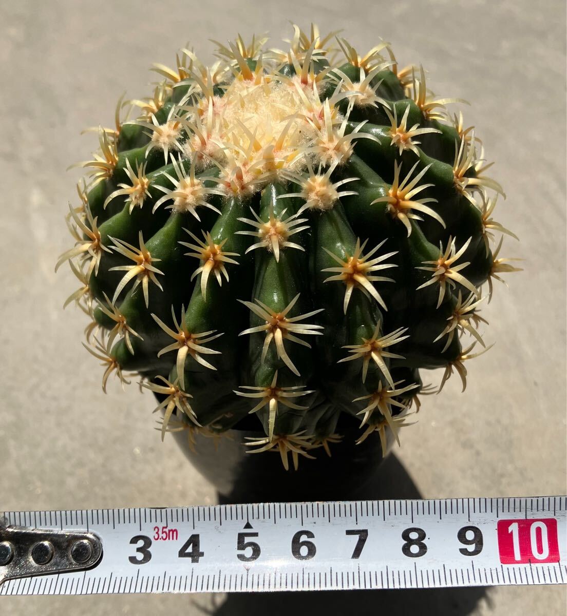 短刺金鯱 実生 エキノカクタス サボテン(サボテン)|売買された 短刺金鯱 実生 エキノカクタス サボテン(サボテン)|売買された