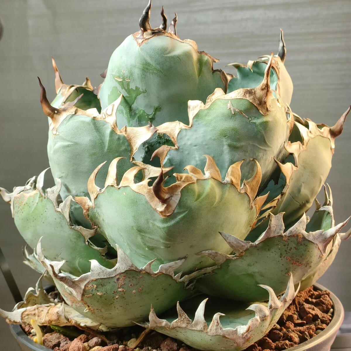 hiiro】稀少 アガベ マキシマムスチール 極鋼 子株 agave hiiro】稀少 アガベ マキシマムスチール 極鋼 子株 agave