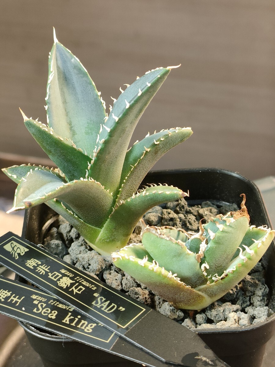 hiiro】SAD 海王 セット アガベ 子株 agave titanota(検 hiiro】SAD 海王 セット アガベ 子株 agave titanota(検