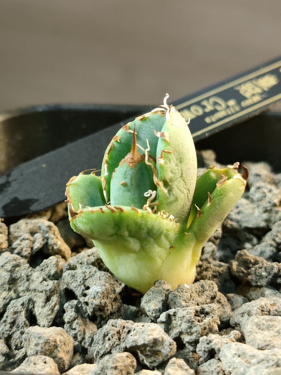 hiiro】稀少 アガベ 皇冠 子株 agave crown (検 チタノタ hiiro】稀少 アガベ 皇冠 子株 agave crown (検 チタノタ