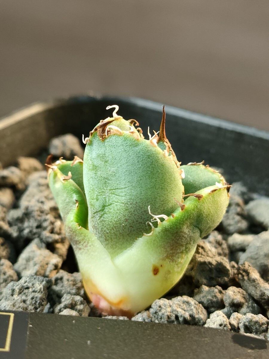 hiiro】稀少 アガベ 皇冠 子株 agave crown (検 チタノタ hiiro】稀少 アガベ 皇冠 子株 agave crown (検 チタノタ