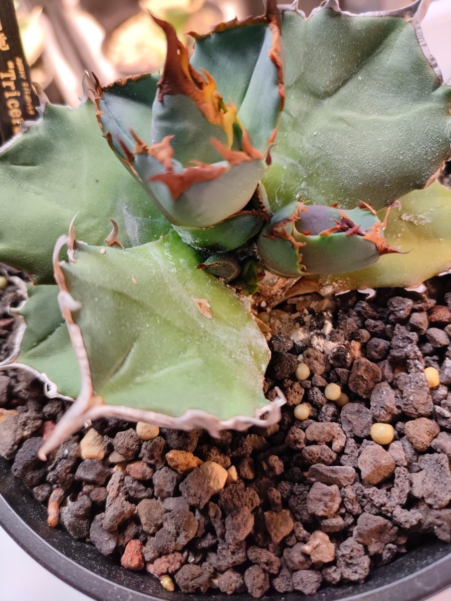 hiiro】稀少 アガベ トリケラトプス 子株 agave titanota hiiro】稀少 アガベ トリケラトプス 子株 agave titanota
