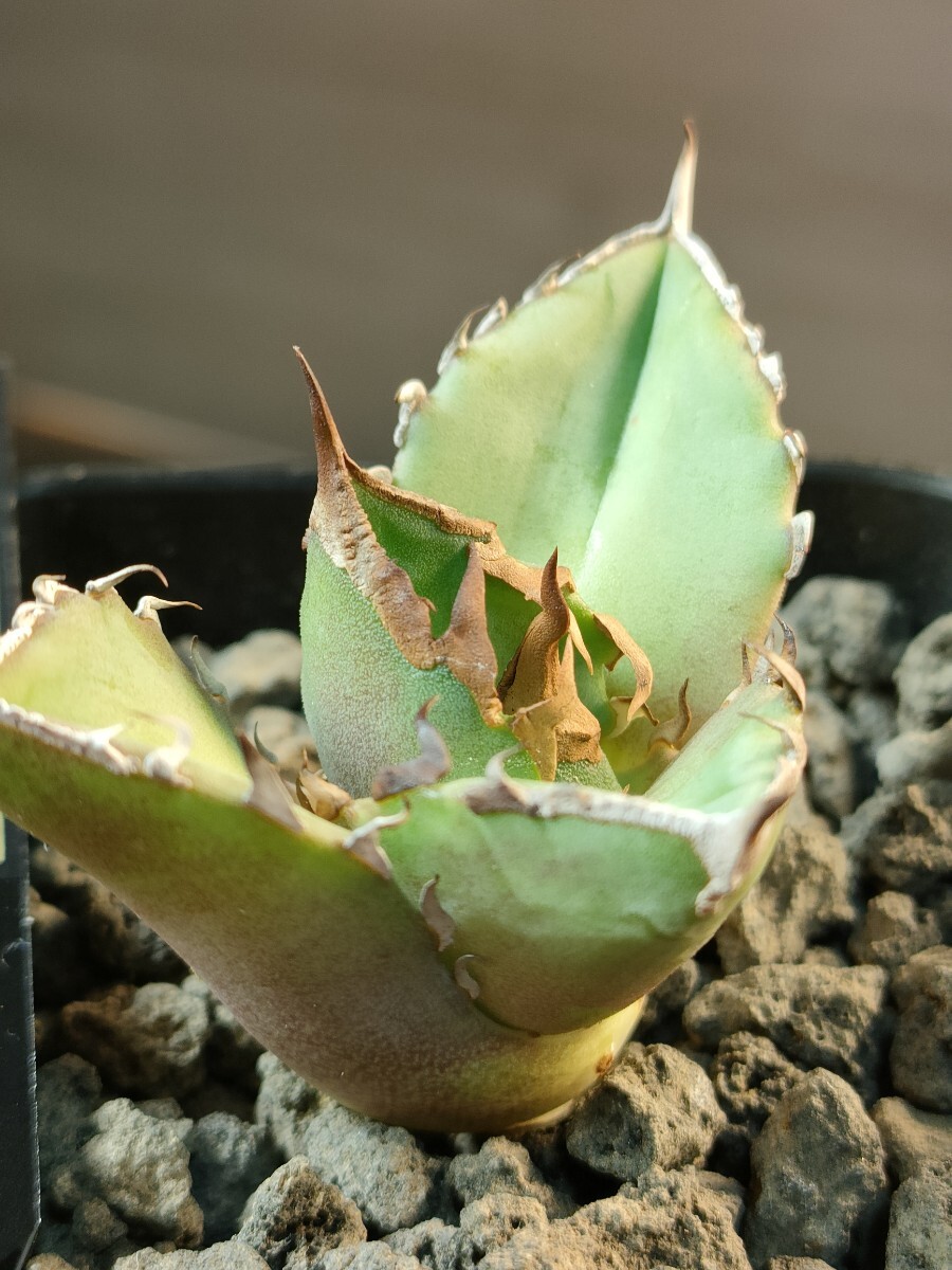 hiiro】稀少 アガベ トリケラトプス 子株 agave titanota hiiro】稀少 アガベ トリケラトプス 子株 agave titanota