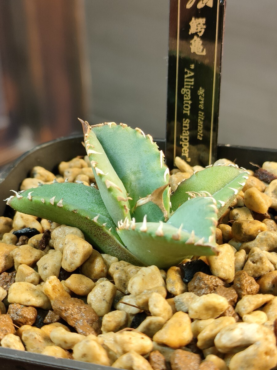 hiiro】鉢ごと 鰐亀 アガベ 子株 agave titanota (検 チタノタ hiiro】鉢ごと 鰐亀 アガベ 子株 agave titanota (検 チタノタ