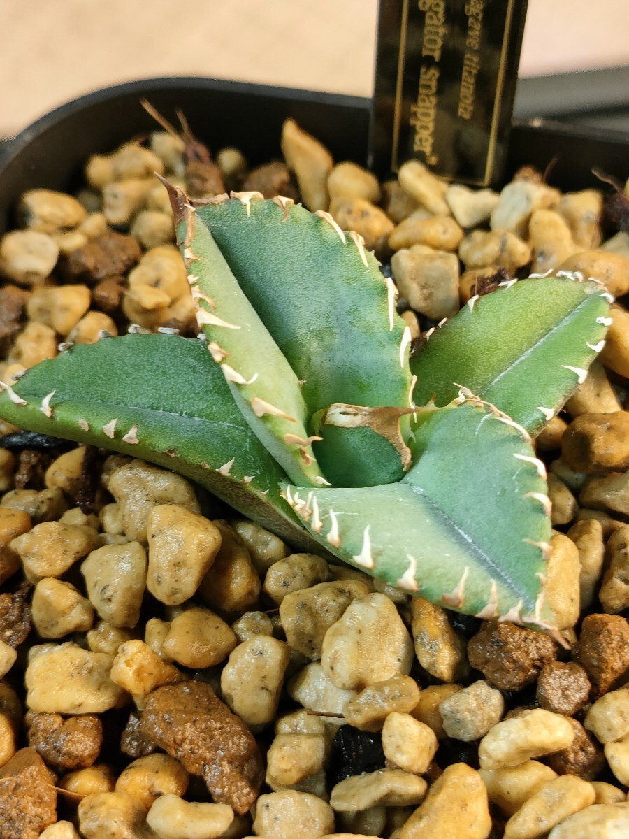 hiiro】鉢ごと 鰐亀 アガベ 子株 agave titanota (検 チタノタ hiiro】鉢ごと 鰐亀 アガベ 子株 agave titanota (検 チタノタ
