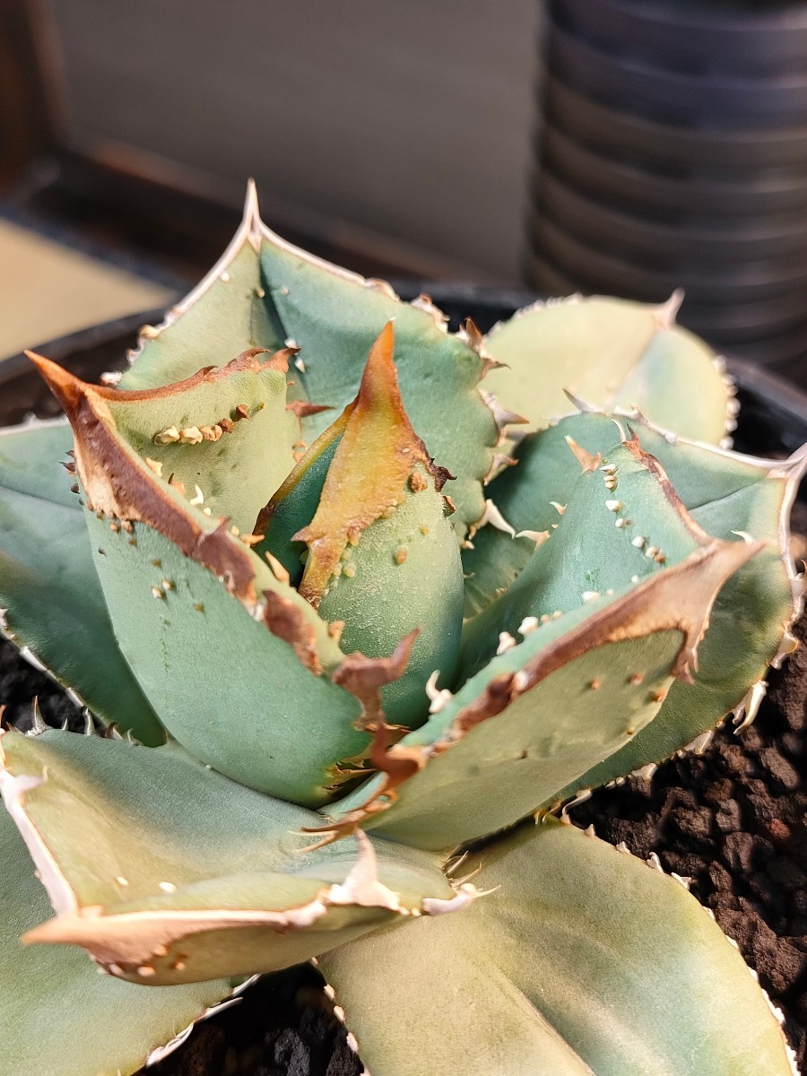 hiiro】鉢ごと 鰐亀 アガベ 子株 agave titanota (検 チタノタ hiiro】鉢ごと 鰐亀 アガベ 子株 agave titanota (検 チタノタ