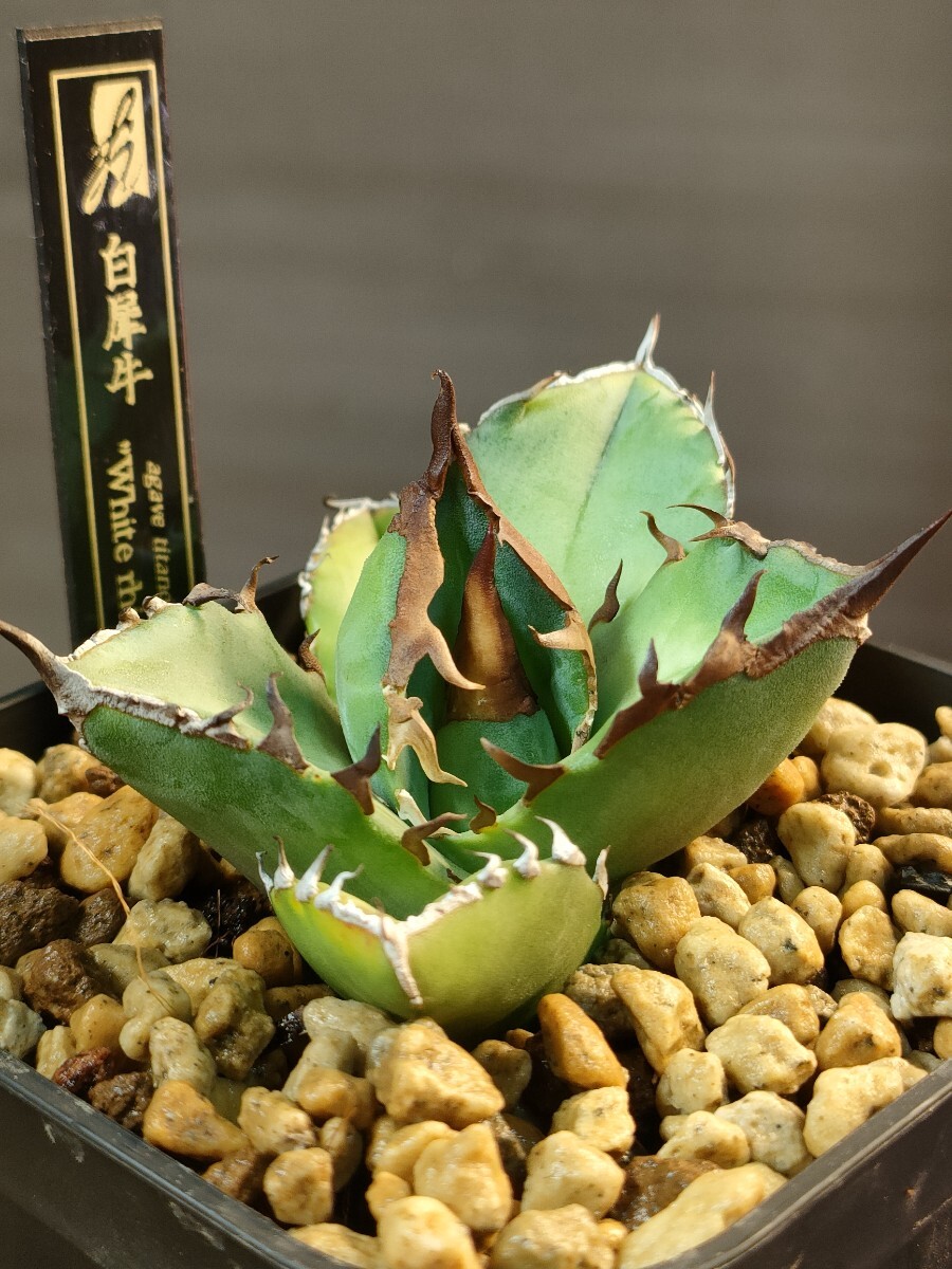 hiiro】鉢ごと 白犀牛 アガベ 子株 agave titanota white rhino hiiro】鉢ごと 白犀牛 アガベ 子株 agave titanota white rhino