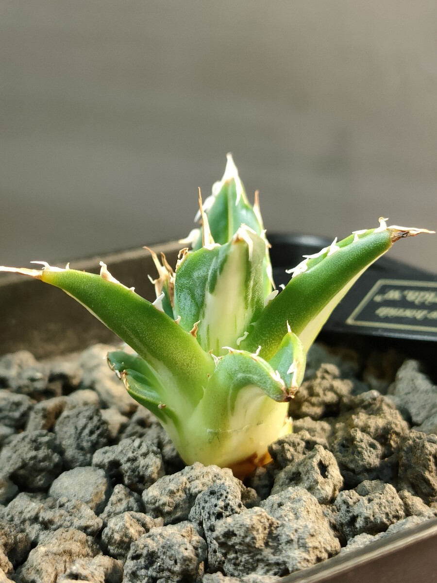 hiiro】稀少 アガベ ホリダ白中斑 子株 agave horrida(検 hiiro】稀少 アガベ ホリダ白中斑 子株 agave horrida(検
