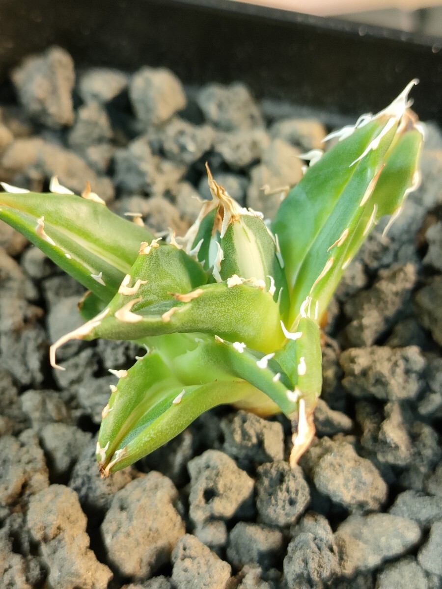 hiiro】稀少 アガベ ホリダ白中斑 子株 agave horrida(検 hiiro】稀少 アガベ ホリダ白中斑 子株 agave horrida(検