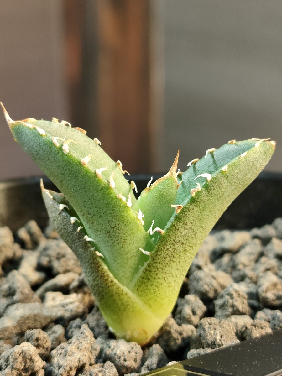 hiiro】稀少 アガベ 穿山甲 子株 agave pangolin (検 チタノタ hiiro】稀少 アガベ 穿山甲 子株 agave pangolin (検 チタノタ