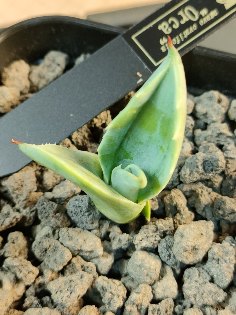 hiiro】アガベ オバティフォリア オルカ 子株 agave ovatifolia hiiro】アガベ オバティフォリア オルカ 子株 agave ovatifolia