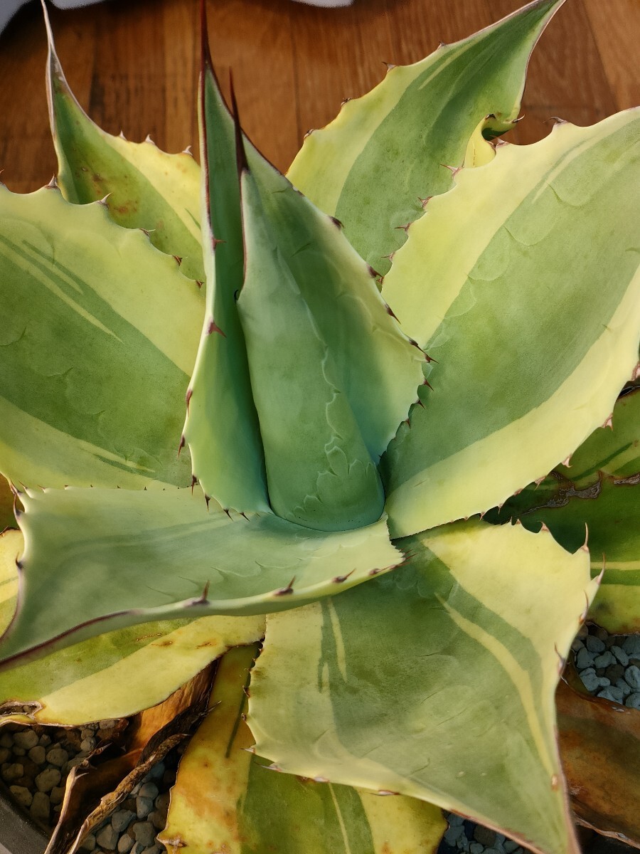 hiiro】アガベ オバティフォリア オルカ 子株 agave ovatifolia hiiro】アガベ オバティフォリア オルカ 子株 agave ovatifolia