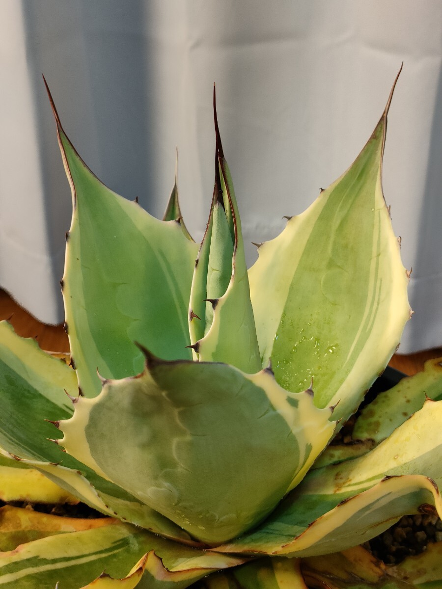 hiiro】アガベ オバティフォリア オルカ 子株 agave ovatifolia hiiro】アガベ オバティフォリア オルカ 子株 agave ovatifolia