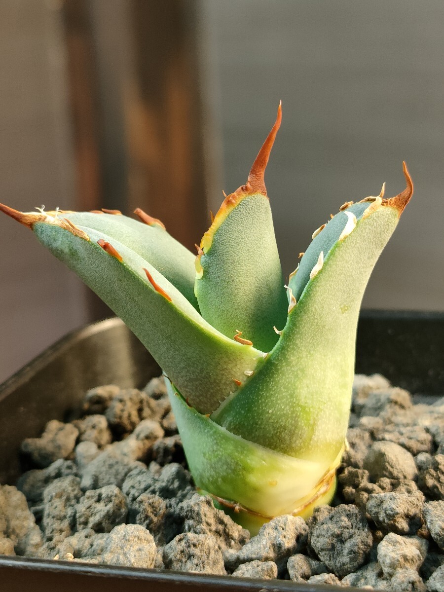 hiiro】稀少 アガベ トリケラトプス 子株 agave titanota hiiro】稀少 アガベ トリケラトプス 子株 agave titanota