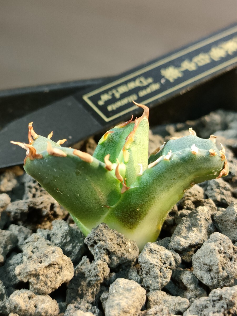 hiiro】稀少 アガベ 姫厳竜白中斑 子株 agave titanota dwarf.w hiiro】稀少 アガベ 姫厳竜白中斑 子株 agave titanota dwarf.w
