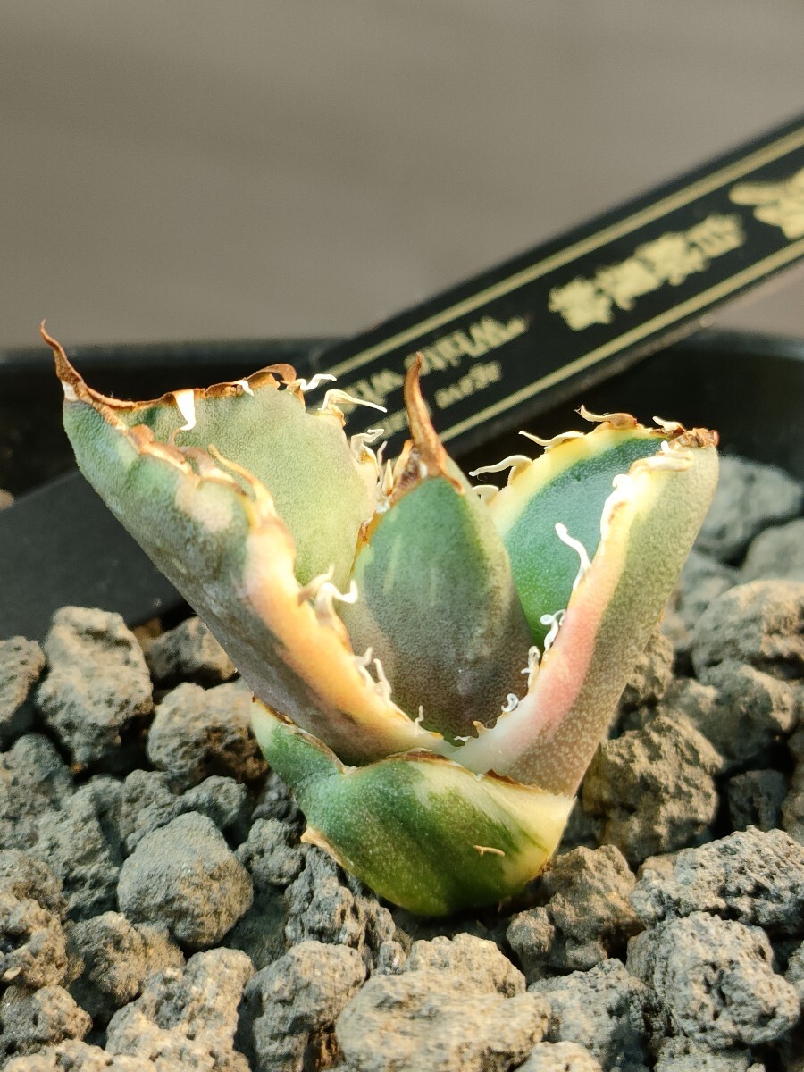 hiiro】稀少 アガベ 白鯨覆輪 子株 agave titanota white whale hiiro】稀少 アガベ 白鯨覆輪 子株 agave titanota white whale