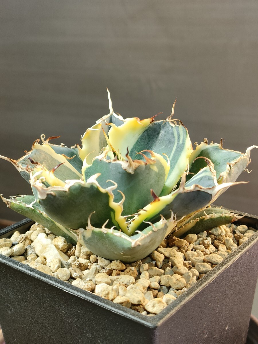 hiiro】稀少 アガベ 白鯨覆輪 子株 agave titanota white whale hiiro】稀少 アガベ 白鯨覆輪 子株 agave titanota white whale