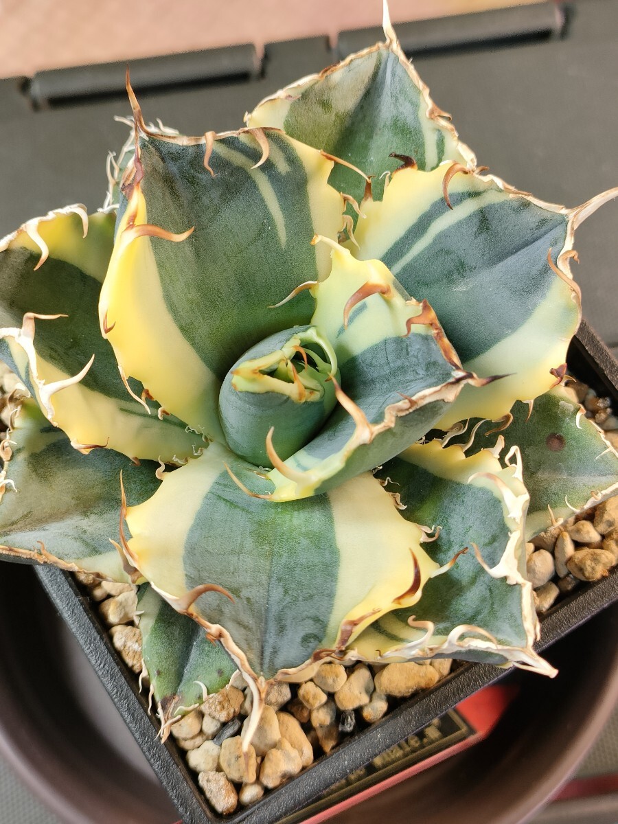 hiiro】稀少 アガベ 白鯨覆輪 子株 agave titanota white whale hiiro】稀少 アガベ 白鯨覆輪 子株 agave titanota white whale