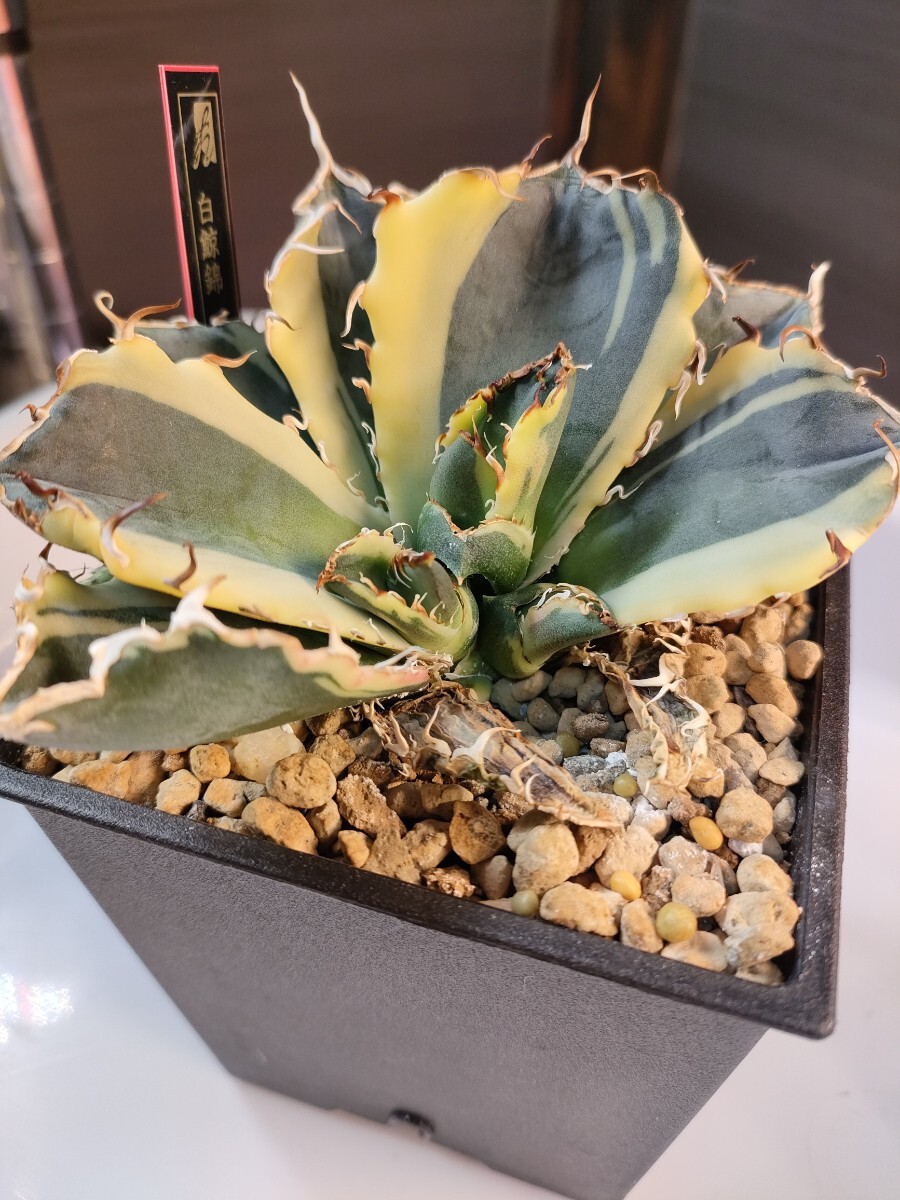 hiiro】稀少 アガベ 白鯨覆輪 子株 agave titanota white whale hiiro】稀少 アガベ 白鯨覆輪 子株 agave titanota white whale