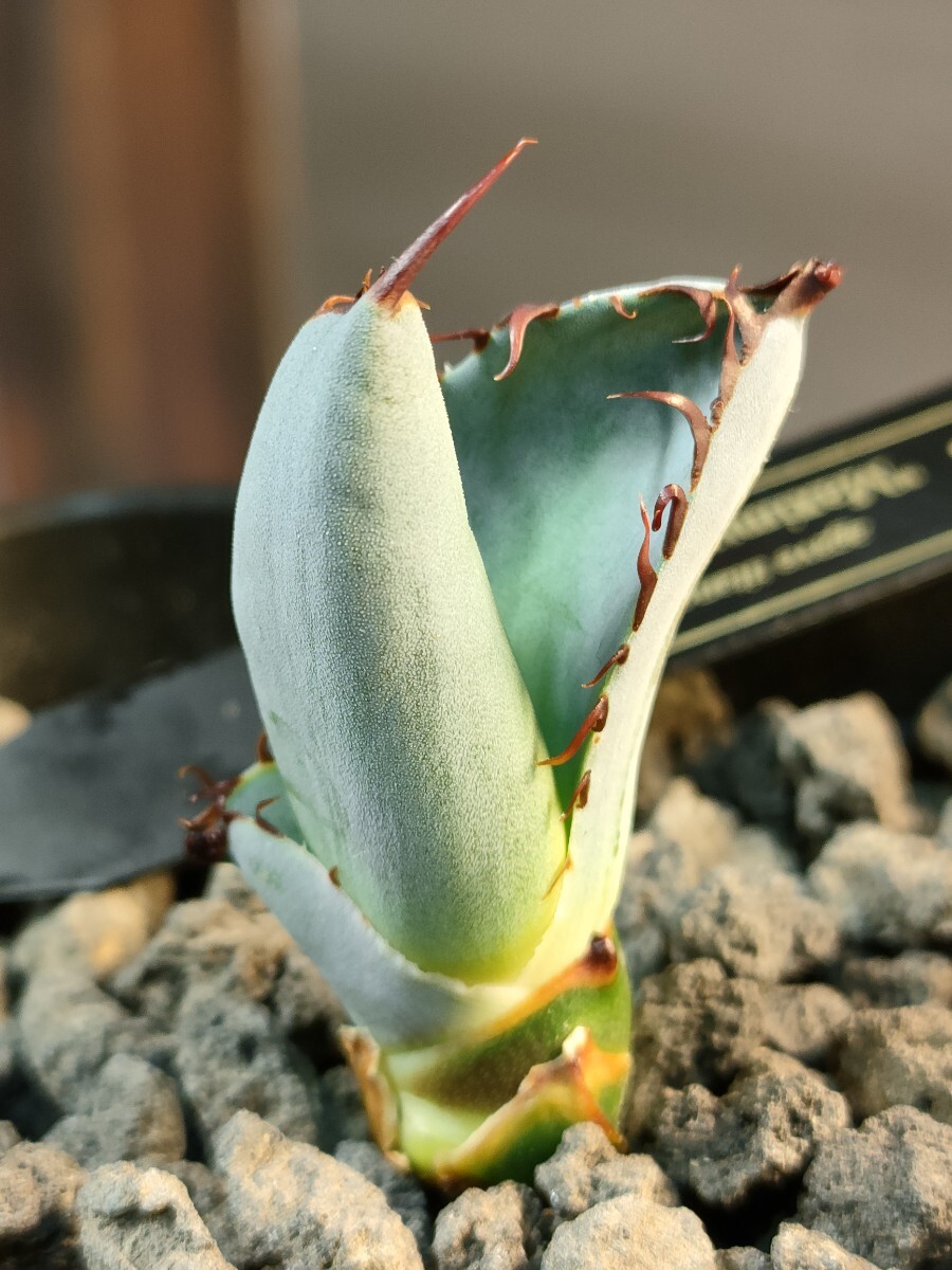 hiiro】稀少 アガベ マキシマムスチール 極鋼 子株 agave hiiro】稀少 アガベ マキシマムスチール 極鋼 子株 agave