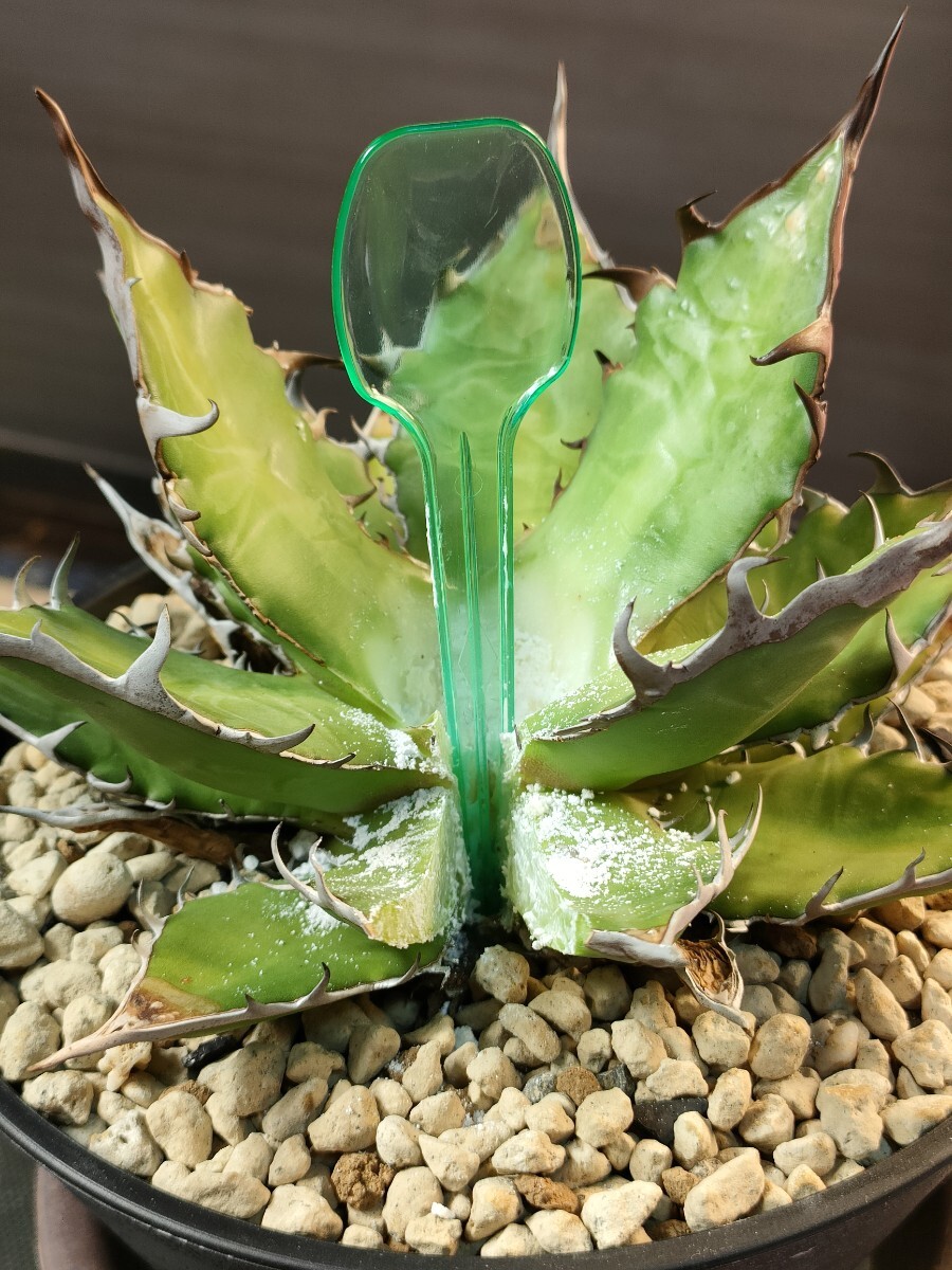 hiiro】稀少 アガベ ハイブリッド ホリダ×黒火焔 子株 agave hiiro】稀少 アガベ ハイブリッド ホリダ×黒火焔 子株 agave