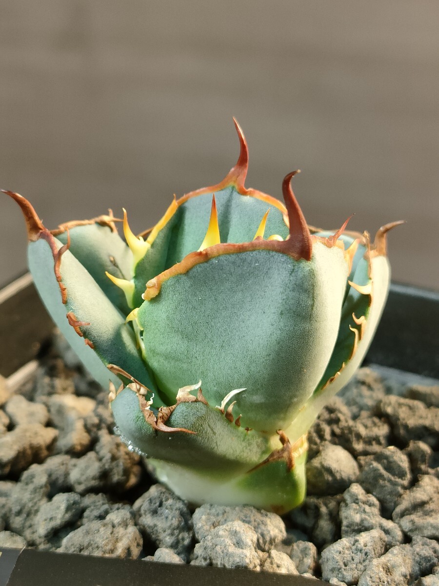 hiiro】稀少 天芽 アガベ 冠鷲 子株 agave titanota crown eagle hiiro】稀少 天芽 アガベ 冠鷲 子株 agave titanota crown eagle