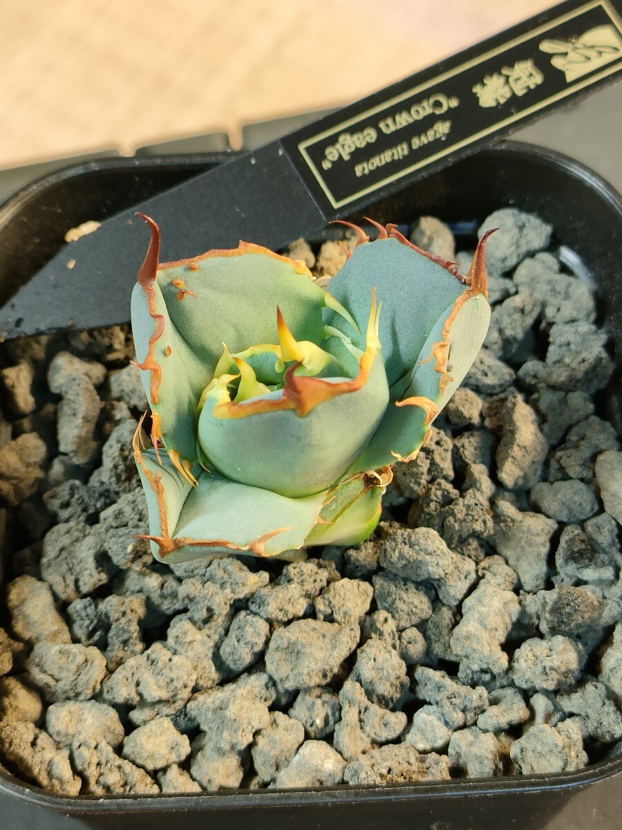 hiiro】稀少 天芽 アガベ 冠鷲 子株 agave titanota crown eagle hiiro】稀少 天芽 アガベ 冠鷲 子株 agave titanota crown eagle