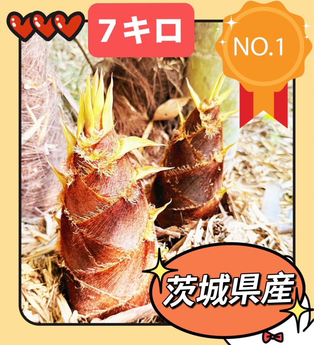 送料無料 数量限定 無農薬 新鮮朝採りタケノコ約7キロ 茨城県産 送料無料 数量限定 無農薬 新鮮朝採りタケノコ約7キロ 茨城県産