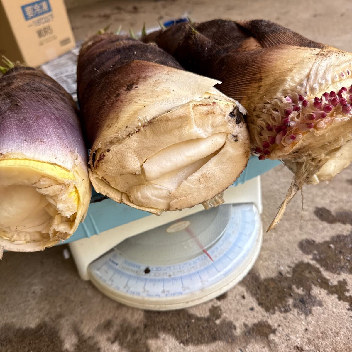 送料無料 数量限定 無農薬 新鮮朝採りタケノコ約7キロ 茨城県産 送料無料 数量限定 無農薬 新鮮朝採りタケノコ約7キロ 茨城県産