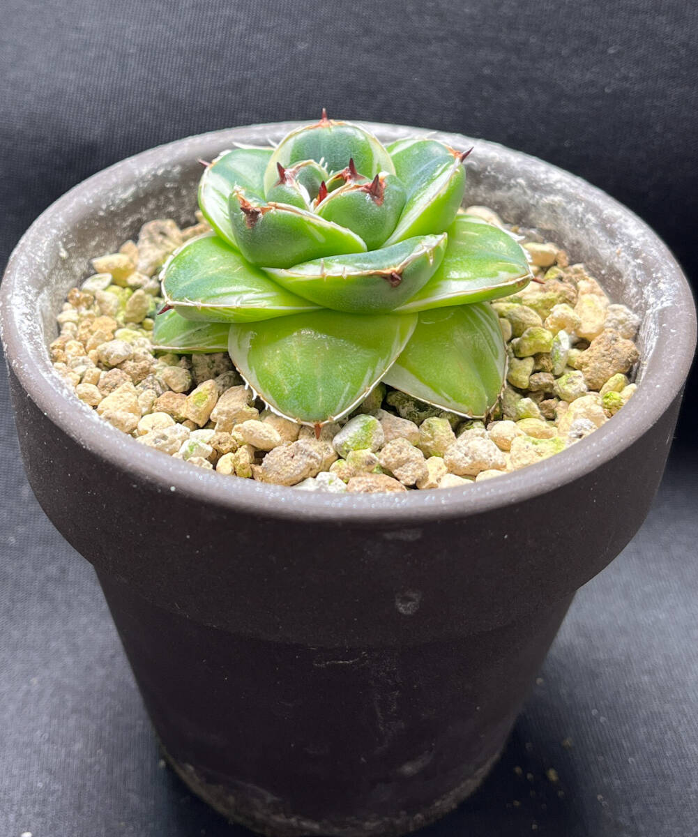 アガベ ピンキー 王妃笹の雪A型白覆輪 Agave filifera 'Pinky アガベ ピンキー 王妃笹の雪A型白覆輪 Agave filifera 'Pinky