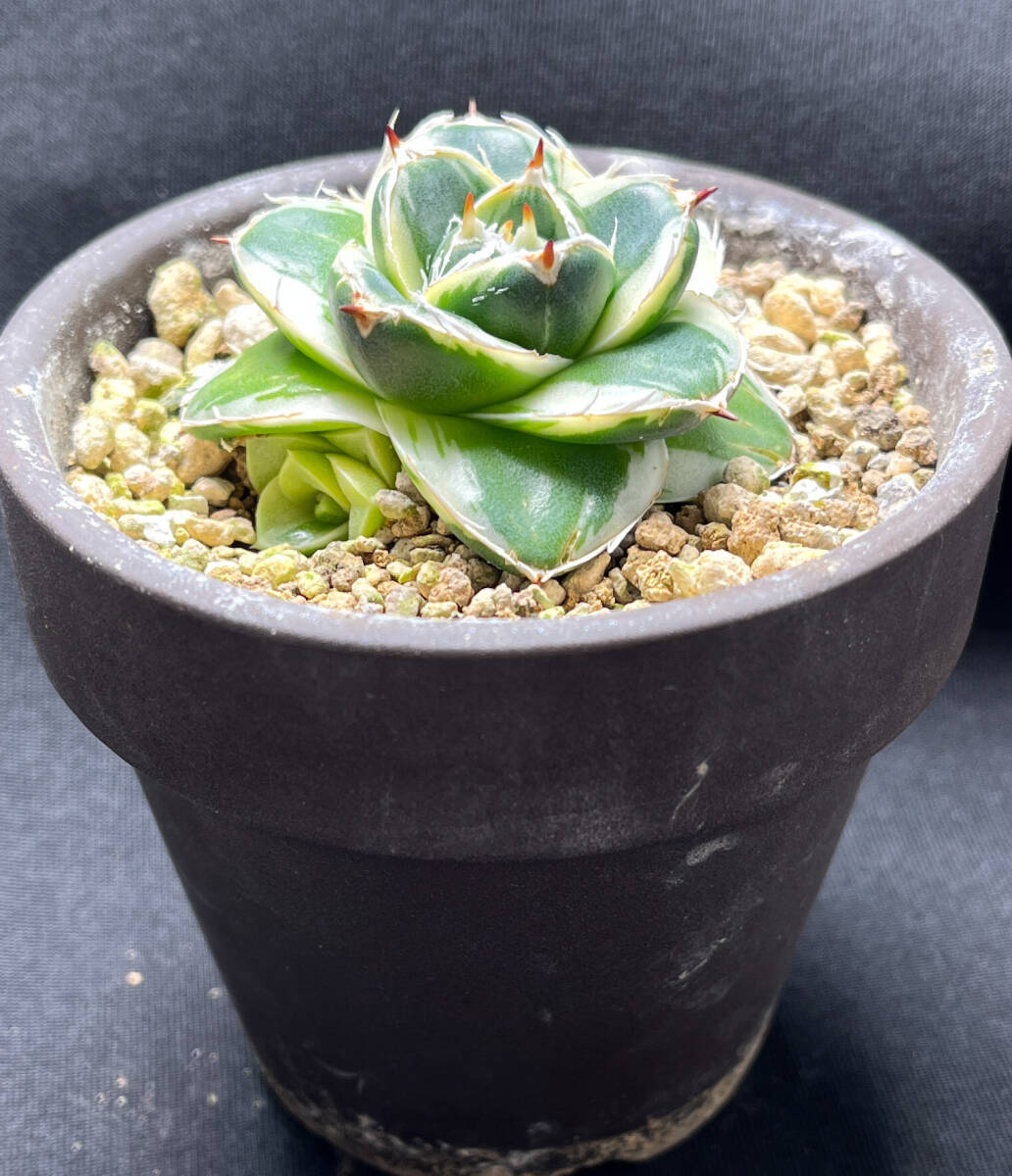 アガベ ピンキー 王妃笹の雪A型白覆輪 カキ仔付き Agave アガベ ピンキー 王妃笹の雪A型白覆輪 カキ仔付き Agave
