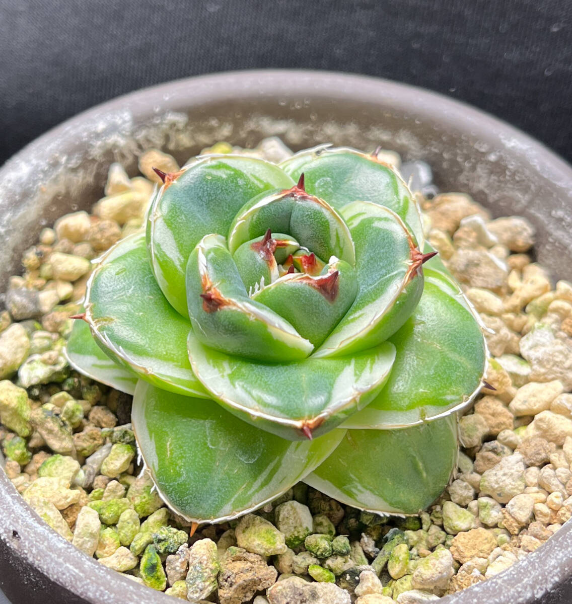 アガベ ピンキー 王妃笹の雪A型白覆輪 Agave filifera 'Pinky アガベ ピンキー 王妃笹の雪A型白覆輪 Agave filifera 'Pinky