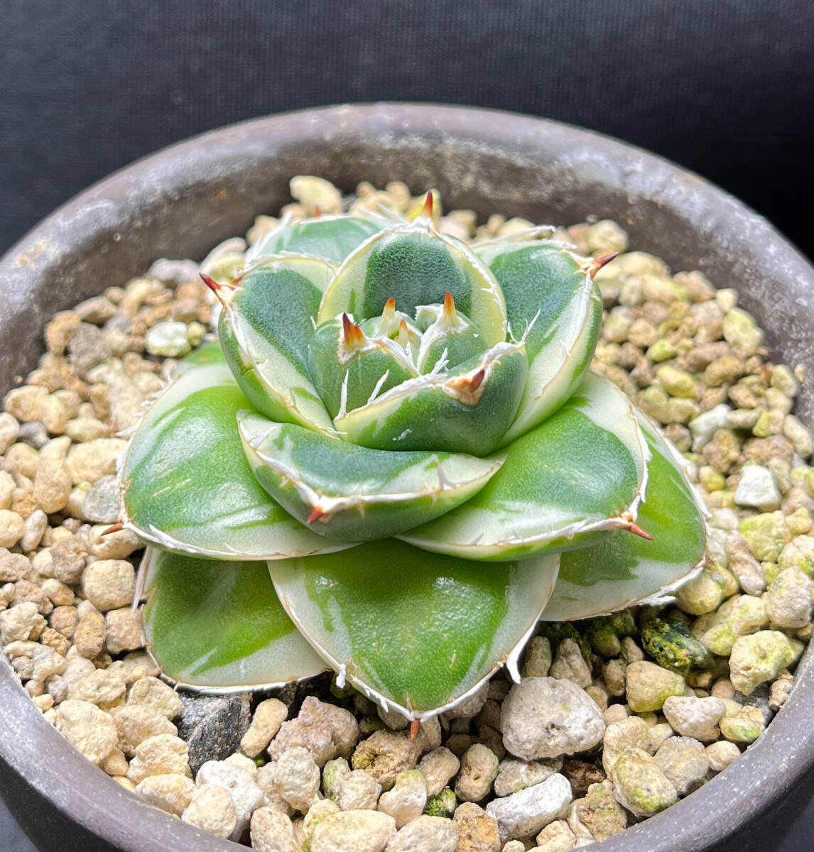 アガベ ピンキー 王妃笹の雪A型白覆輪 カキ仔付き Agave アガベ ピンキー 王妃笹の雪A型白覆輪 カキ仔付き Agave