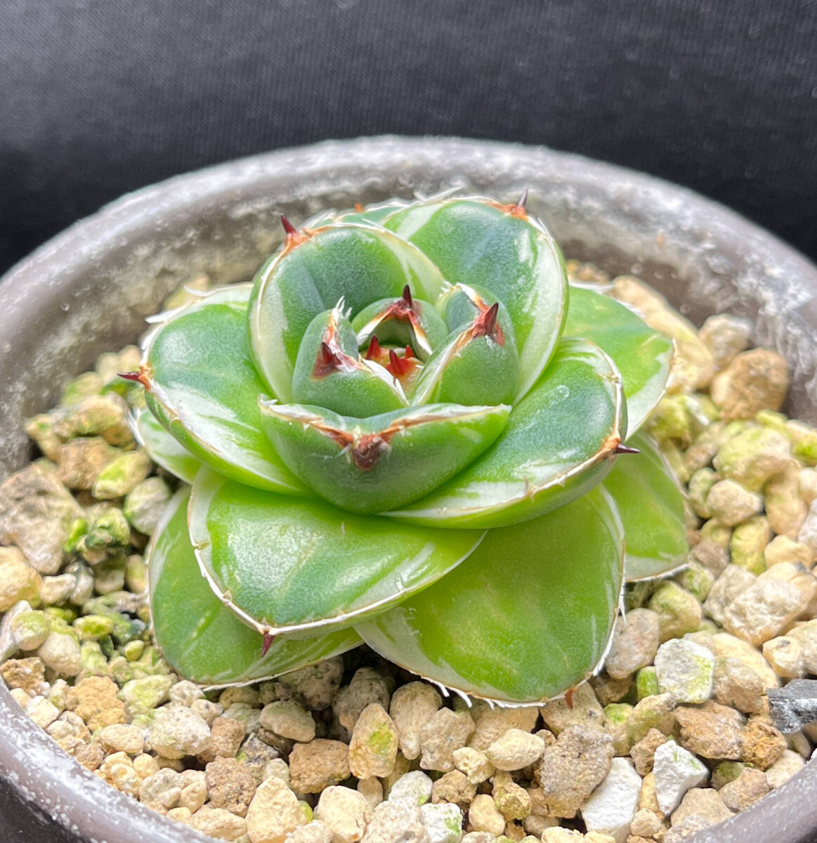 アガベ ピンキー 王妃笹の雪A型白覆輪 Agave filifera 'Pinky アガベ ピンキー 王妃笹の雪A型白覆輪 Agave filifera 'Pinky