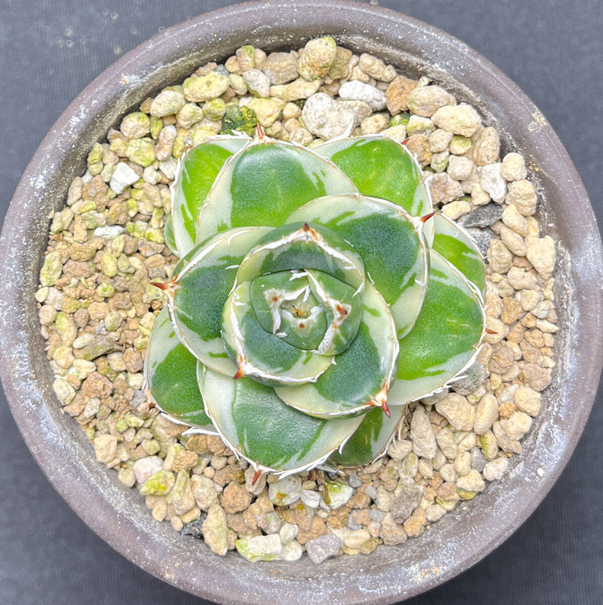 アガベ ピンキー 王妃笹の雪A型白覆輪 カキ仔付き Agave アガベ ピンキー 王妃笹の雪A型白覆輪 カキ仔付き Agave