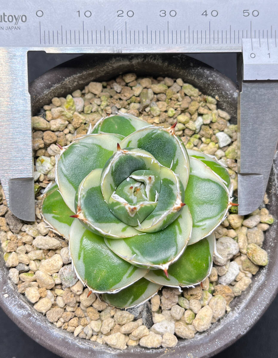 アガベ ピンキー 王妃笹の雪A型白覆輪 カキ仔付き Agave アガベ ピンキー 王妃笹の雪A型白覆輪 カキ仔付き Agave