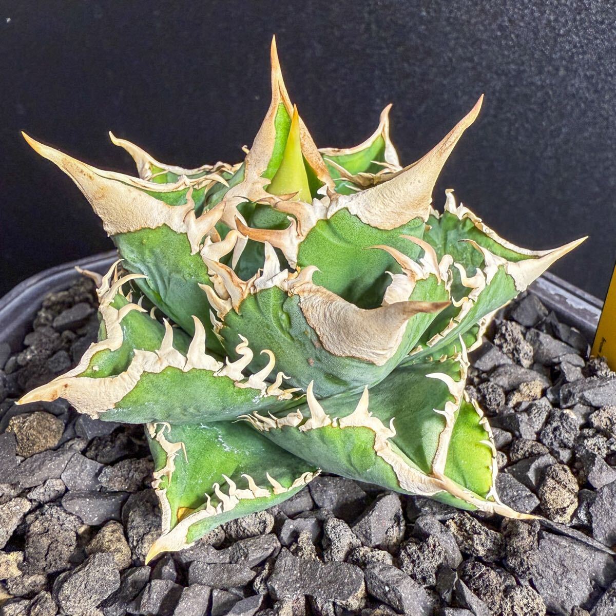 Agave Titanota LIZE血統 大白鯊 ホホジロザメ】 ① アガベ Agave Titanota LIZE血統 大白鯊 ホホジロザメ】 ① アガベ
