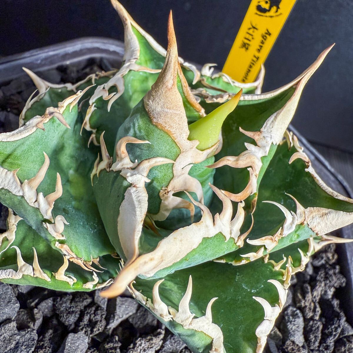 Agave Titanota LIZE血統 大白鯊 ホホジロザメ】 ① アガベ Agave Titanota LIZE血統 大白鯊 ホホジロザメ】 ① アガベ